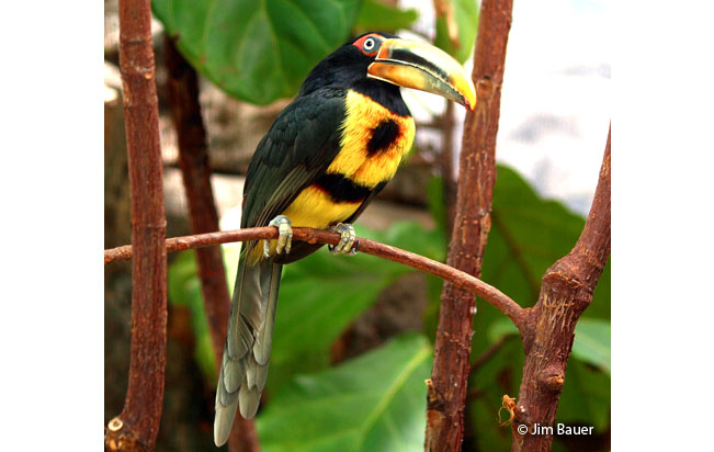 pale-mandibled_aracari