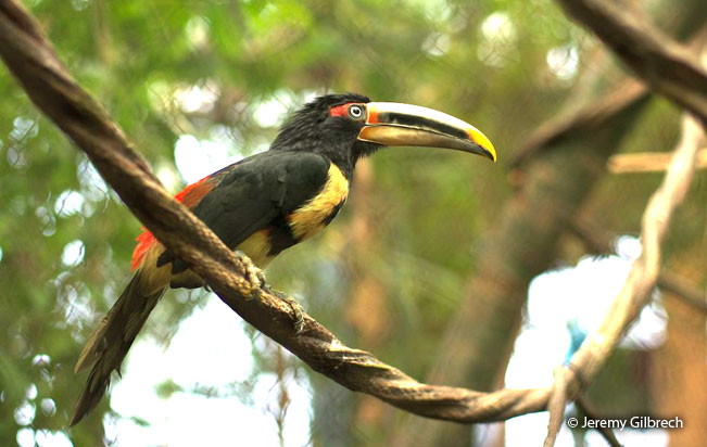 pale-mandibled_aracari