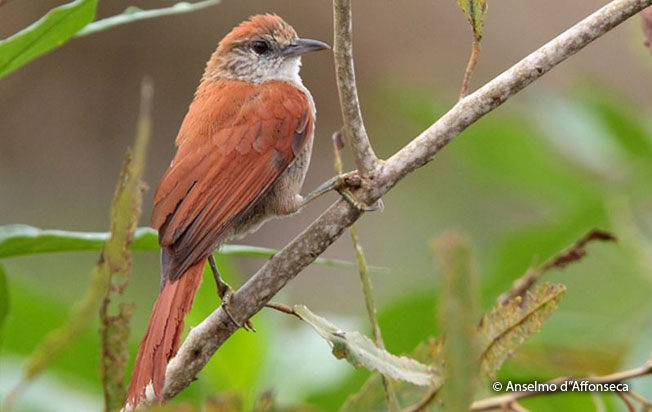 parker's_spinetail