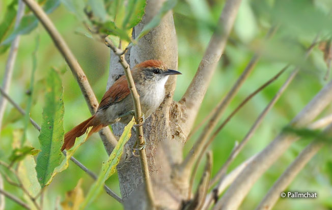parker's_spinetail