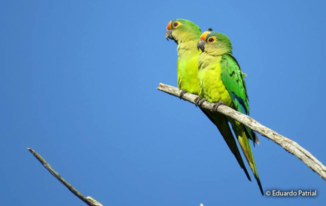 peach-fronted_parakeet