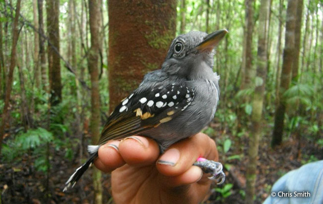 pearly_antshrike
