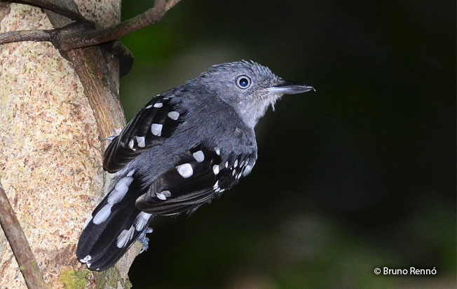 pearly_antshrike
