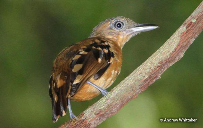 pearly_antshrike