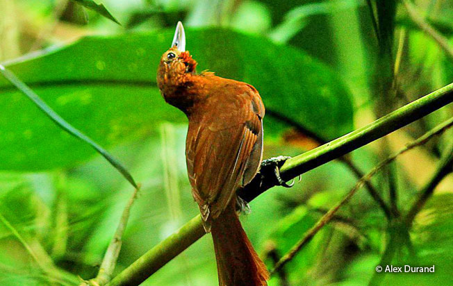 peruvian_recurvebill