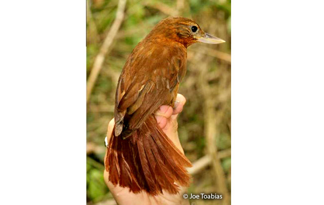 peruvian_recurvebill