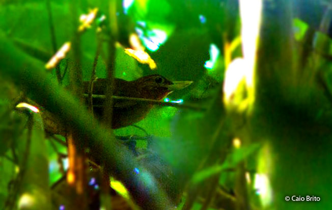 peruvian_recurvebill