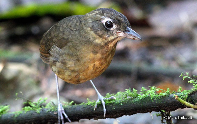 plain-backed_antpitta