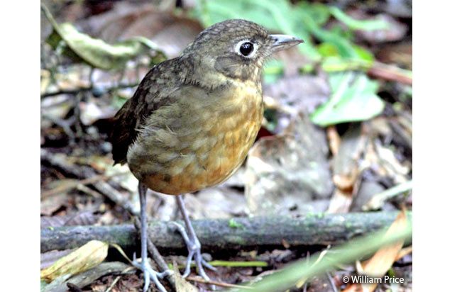 plain-backed_antpitta