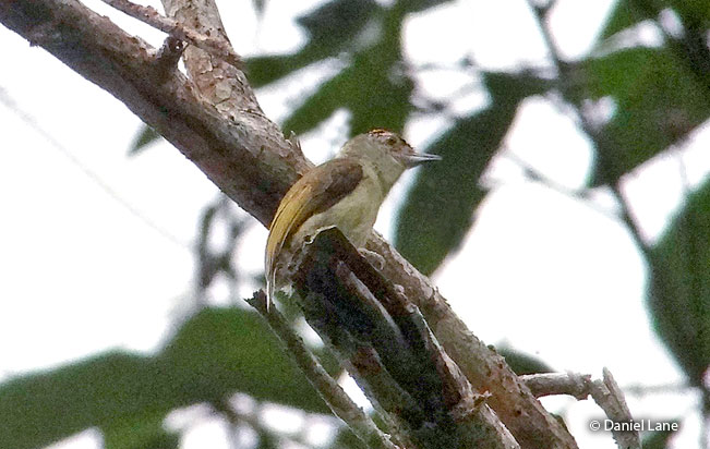 plain-breasted_piculet