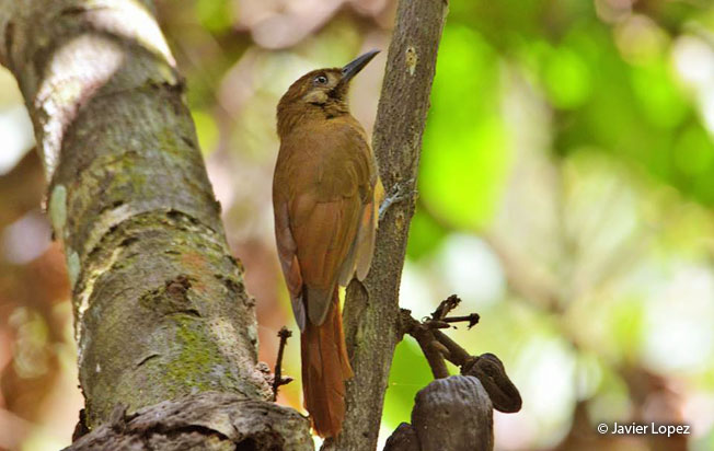 plain-brown_woodcreeper