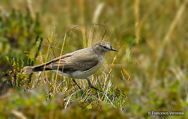 plain-capped_ground-tyrant