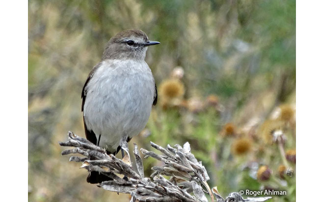 plain-capped_ground-tyrant