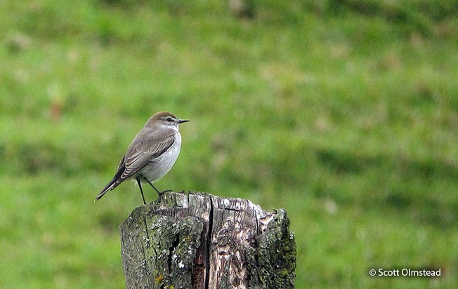 plain-capped_ground-tyrant