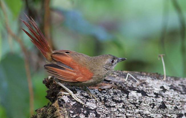 plain-crowned_spinetail