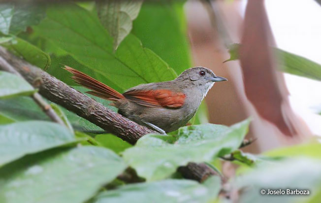plain-crowned_spinetail