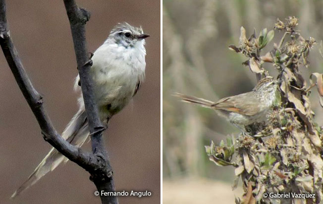 plain-mantle-tit-spinetail