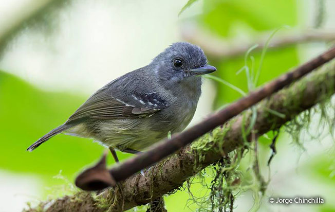 plain_antvireo