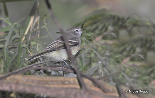 plain_tyrannulet