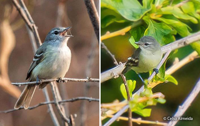 plain_tyrannulet