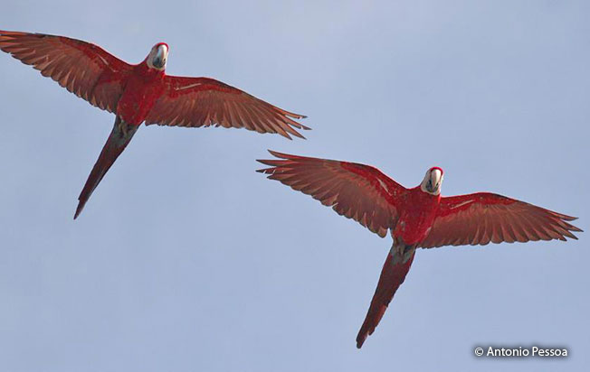 red-and-green-macaw