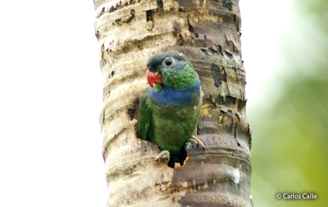 red-billed-parrot