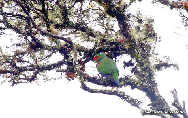 red-faced-parrot