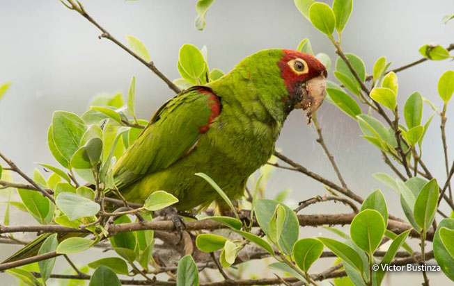 red-masked_parakeet
