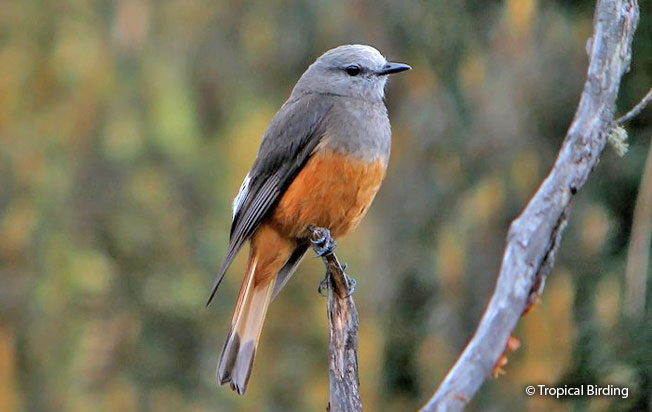 red-rumped_bush-tyrant