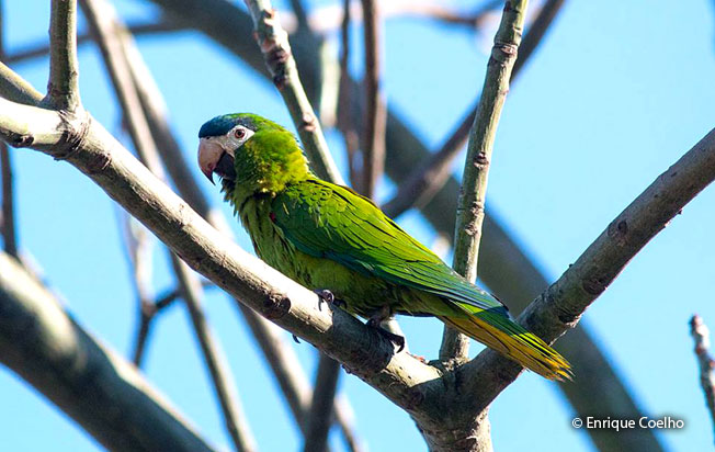 red-shouldered_macaw