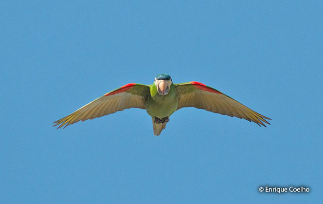 red-shouldered_macaw