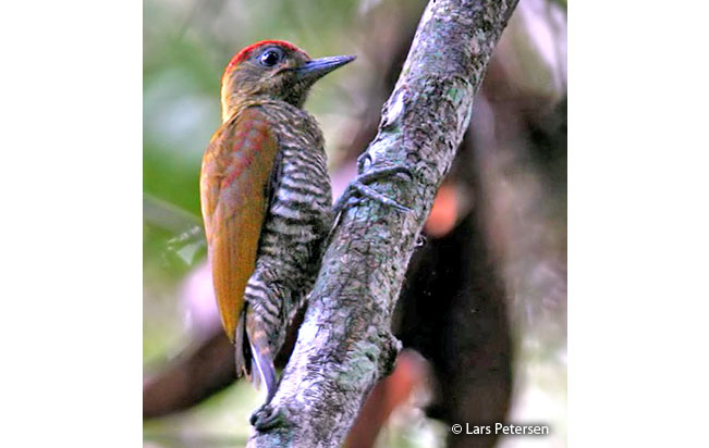 red-stained_woodpecker