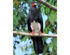 Red-throated Caracara (Ibycter americanus)