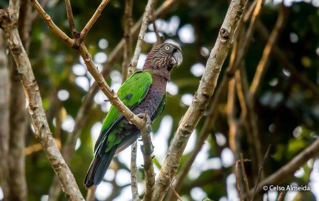 red_fan_parrot