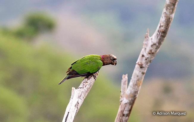 red_fan_parrot