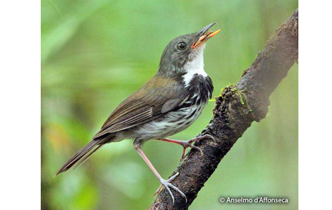 ringed_antpipit