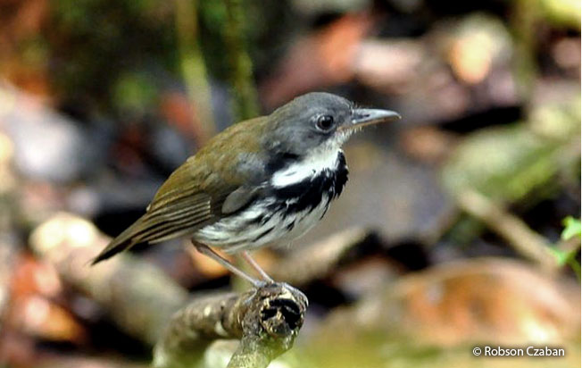 ringed_antpipit