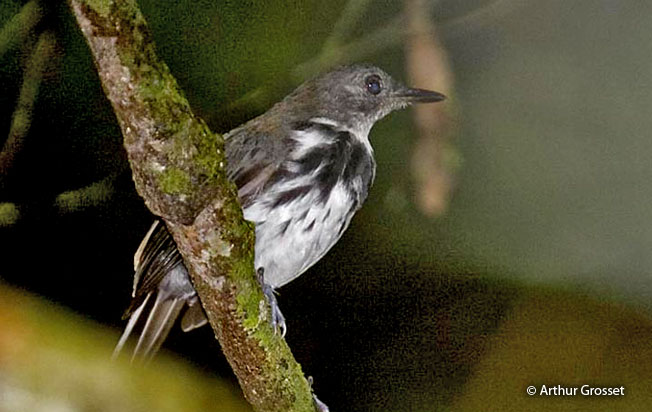 ringed_antpipit