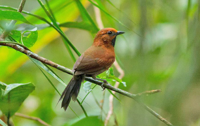 ruddy_spinetail