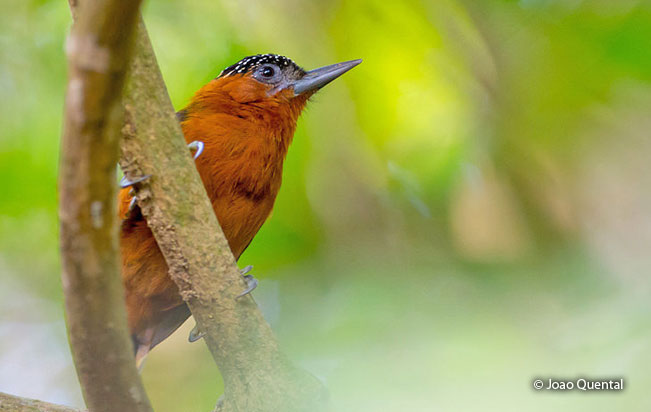 rufous-breasted-piculet