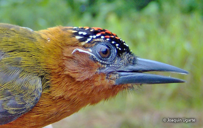 rufous-breasted-piculet