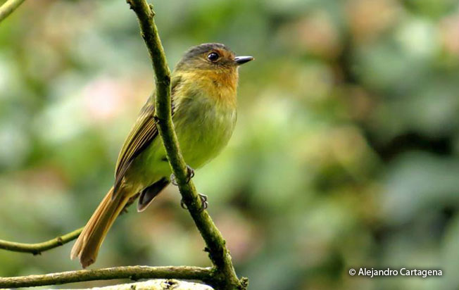 rufous-breasted_flycatcher
