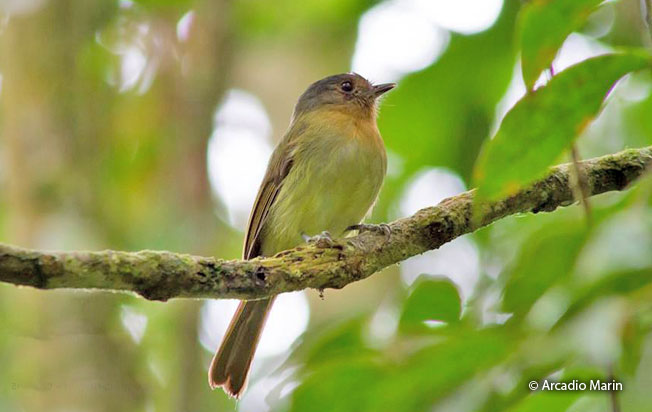rufous-breasted_flycatcher