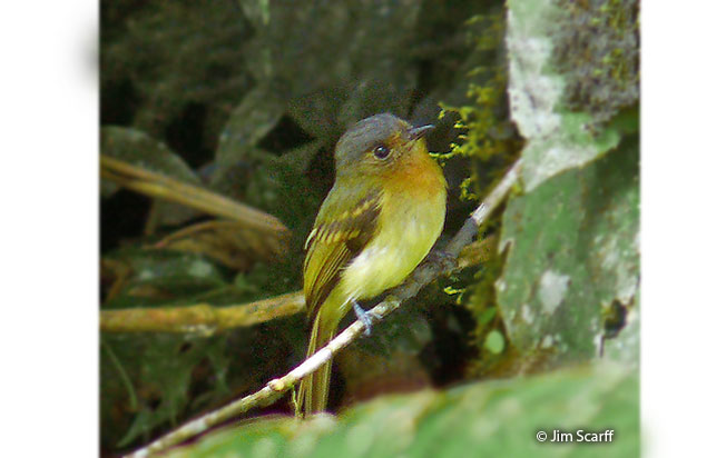 rufous-breasted_flycatcher
