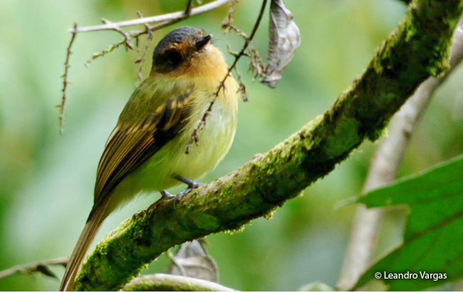 rufous-breasted_flycatcher