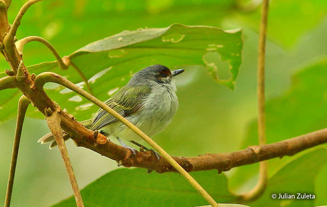 rufous-browned_tyrannulet