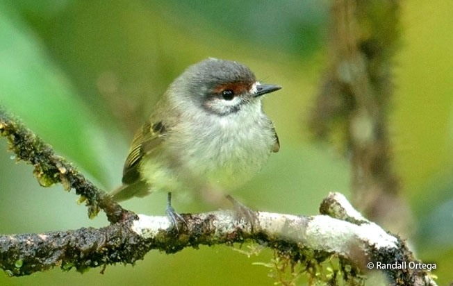 rufous-browned_tyrannulet