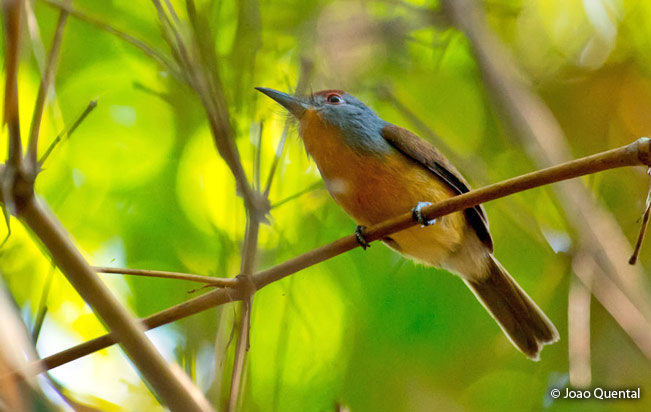 rufous-capped_nunlet
