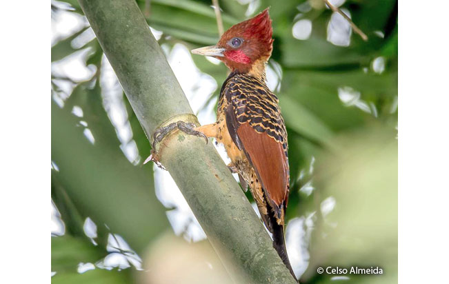 rufous-headed_woodpecker