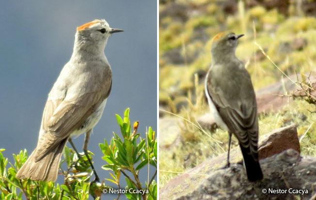 rufous-naped_ground-tyrant